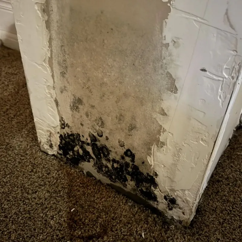 Professional Mold Removal in Brooke County, WV